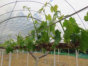 ���i�C���[�W